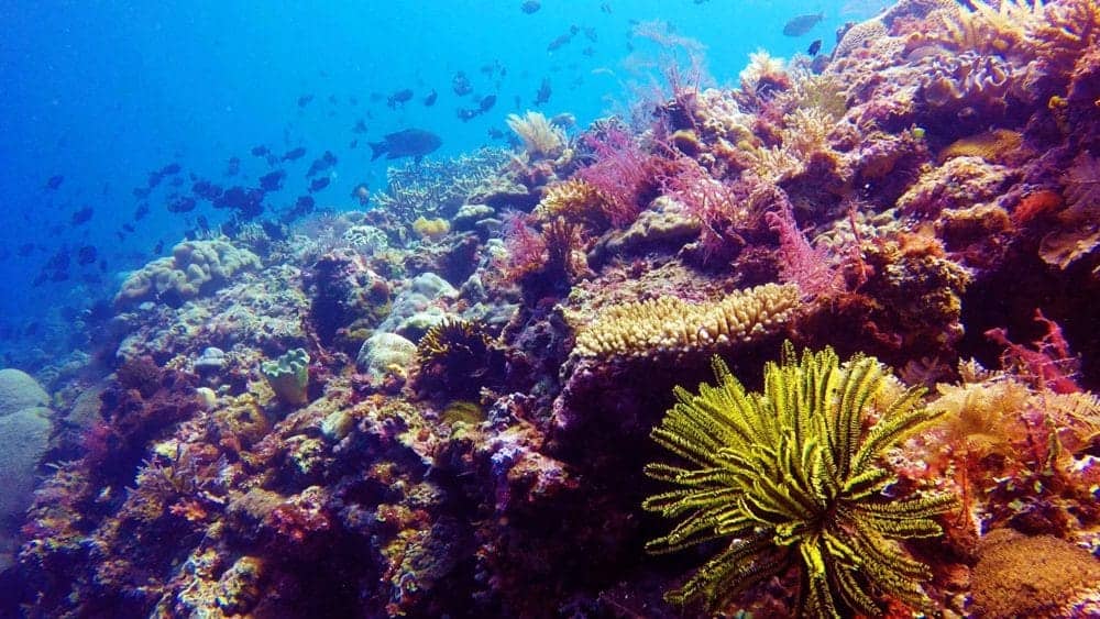 Atauro Dive Resort – Timor Leste – Diving and Accommodation in Timor ...
